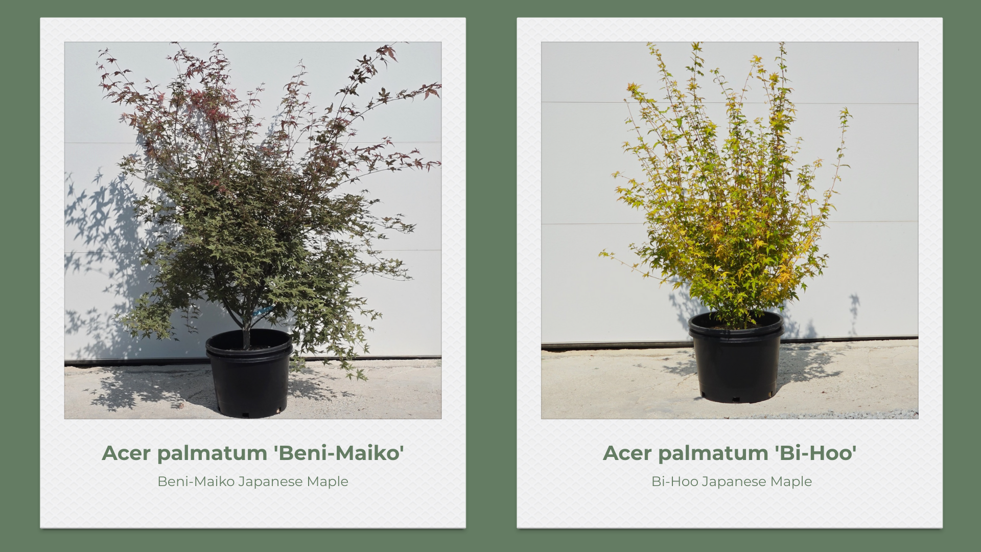 Japanese Maple 10 Gallon Collection pg 1