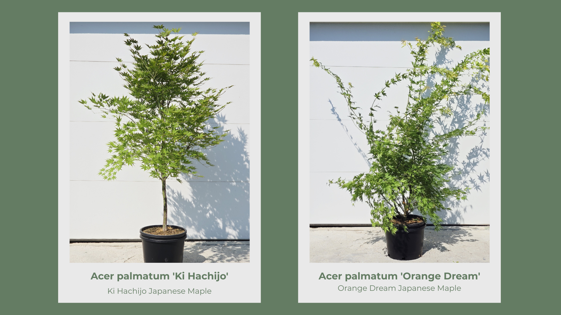 Japanese Maple 10 Gallon Collection pg 10