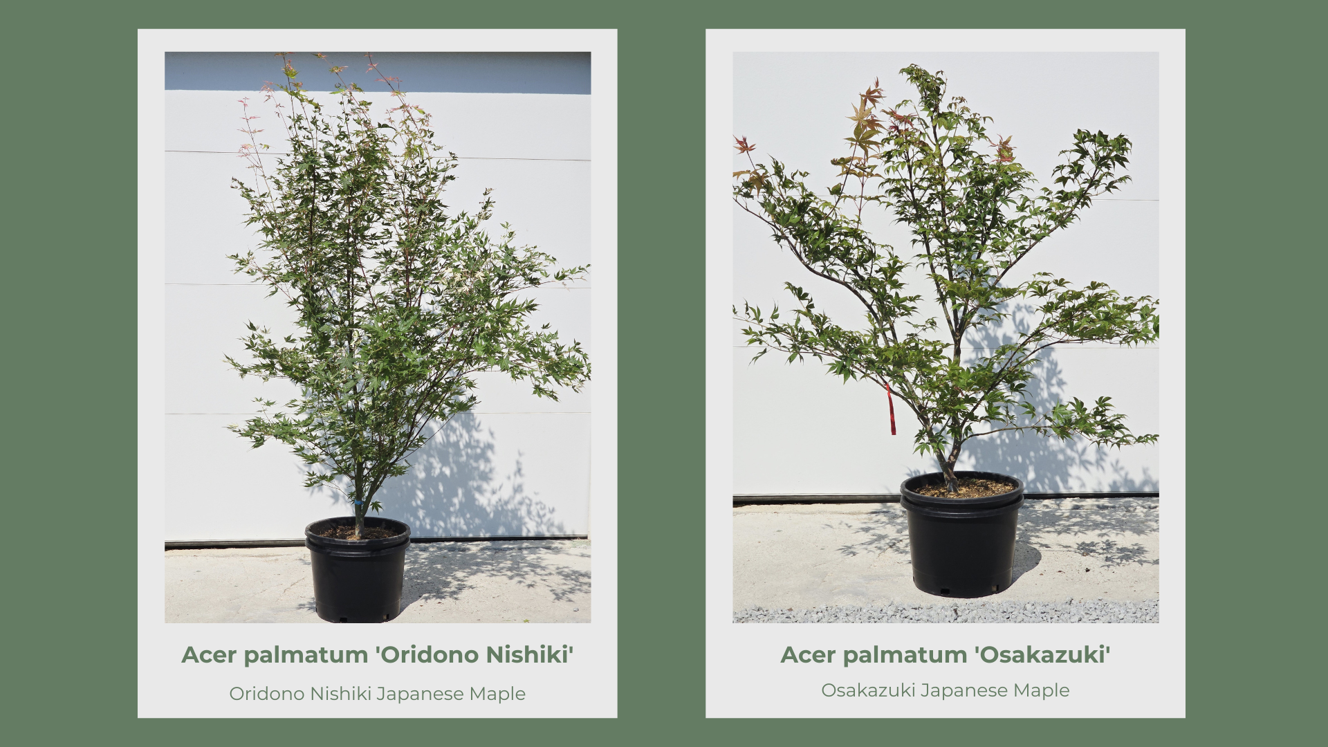 Japanese Maple 10 Gallon Collection pg 11