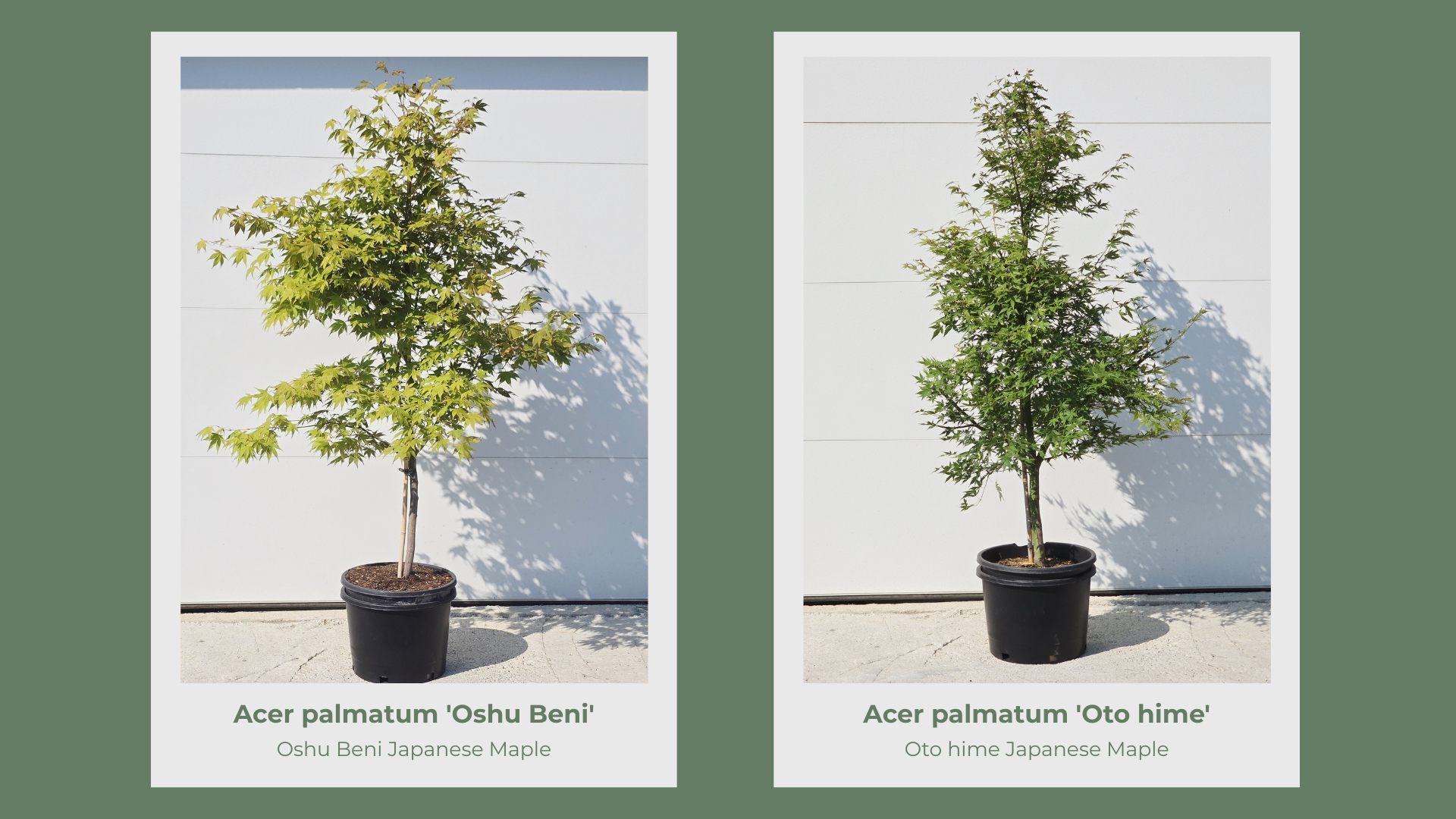 Japanese Maple 10 Gallon Collection pg 12