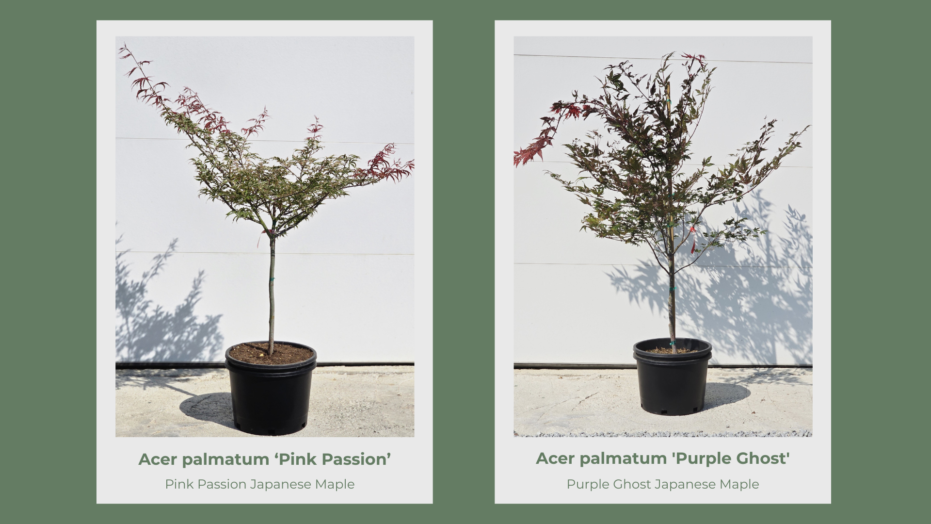 Japanese Maple 10 Gallon Collection pg 13