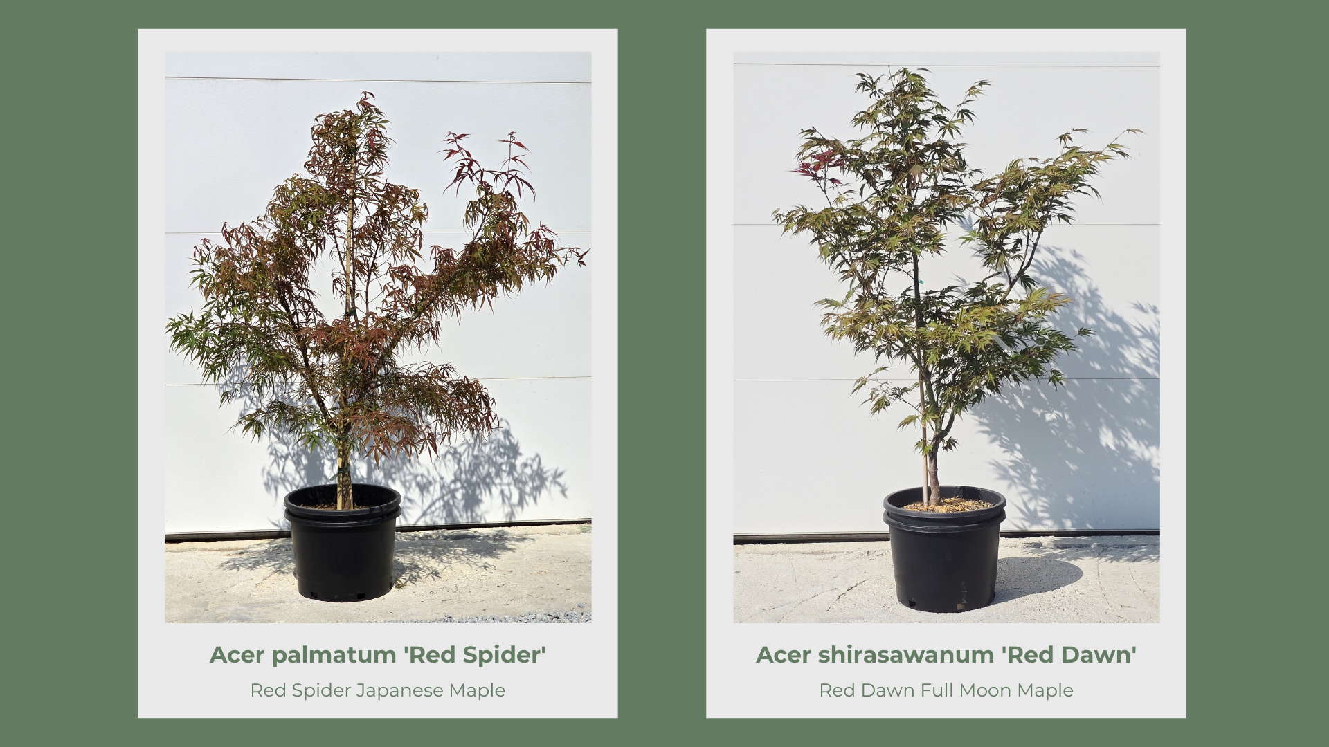 Japanese Maple 10 Gallon Collection pg 14