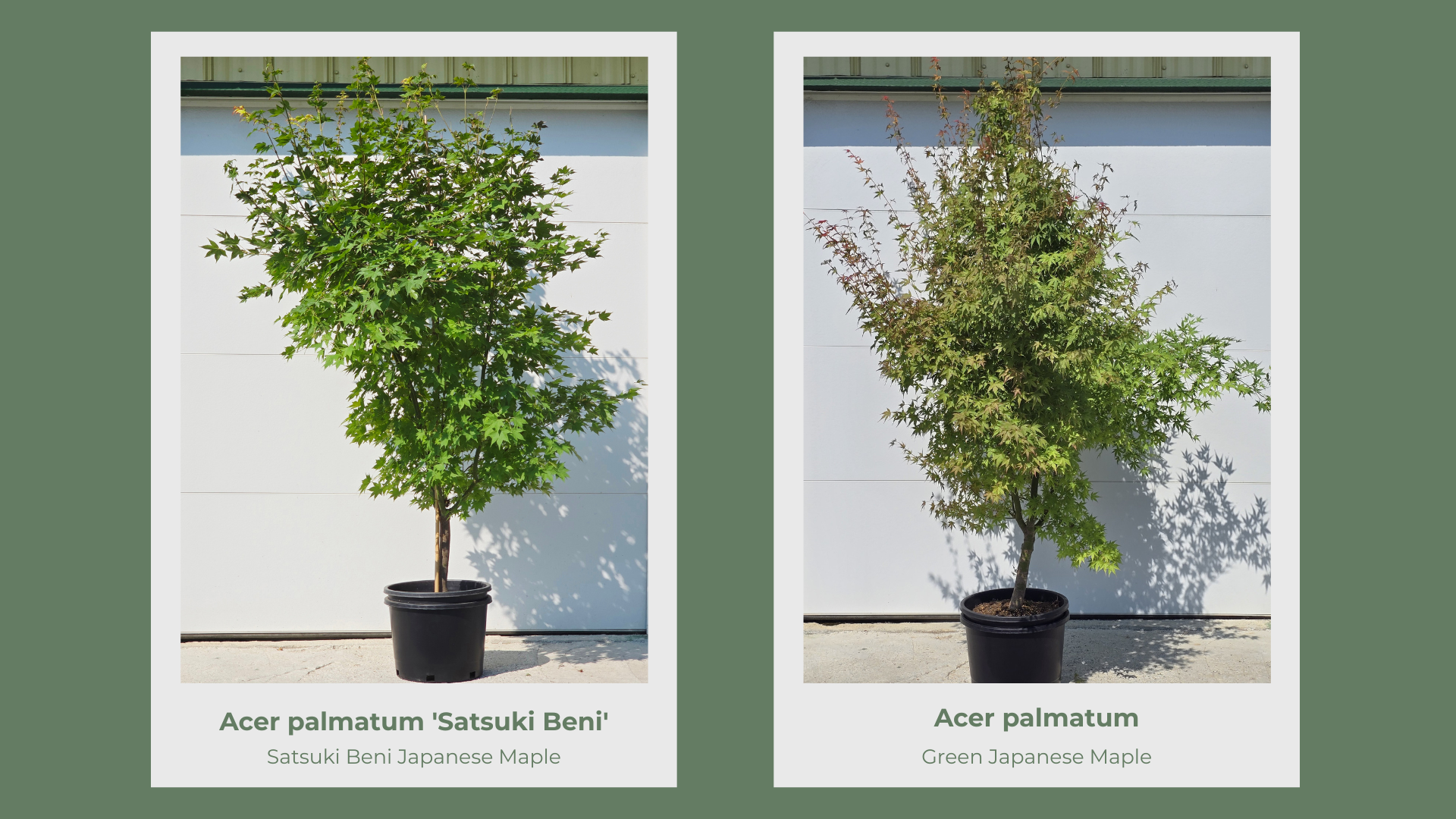 Japanese Maple 10 Gallon Collection pg 15