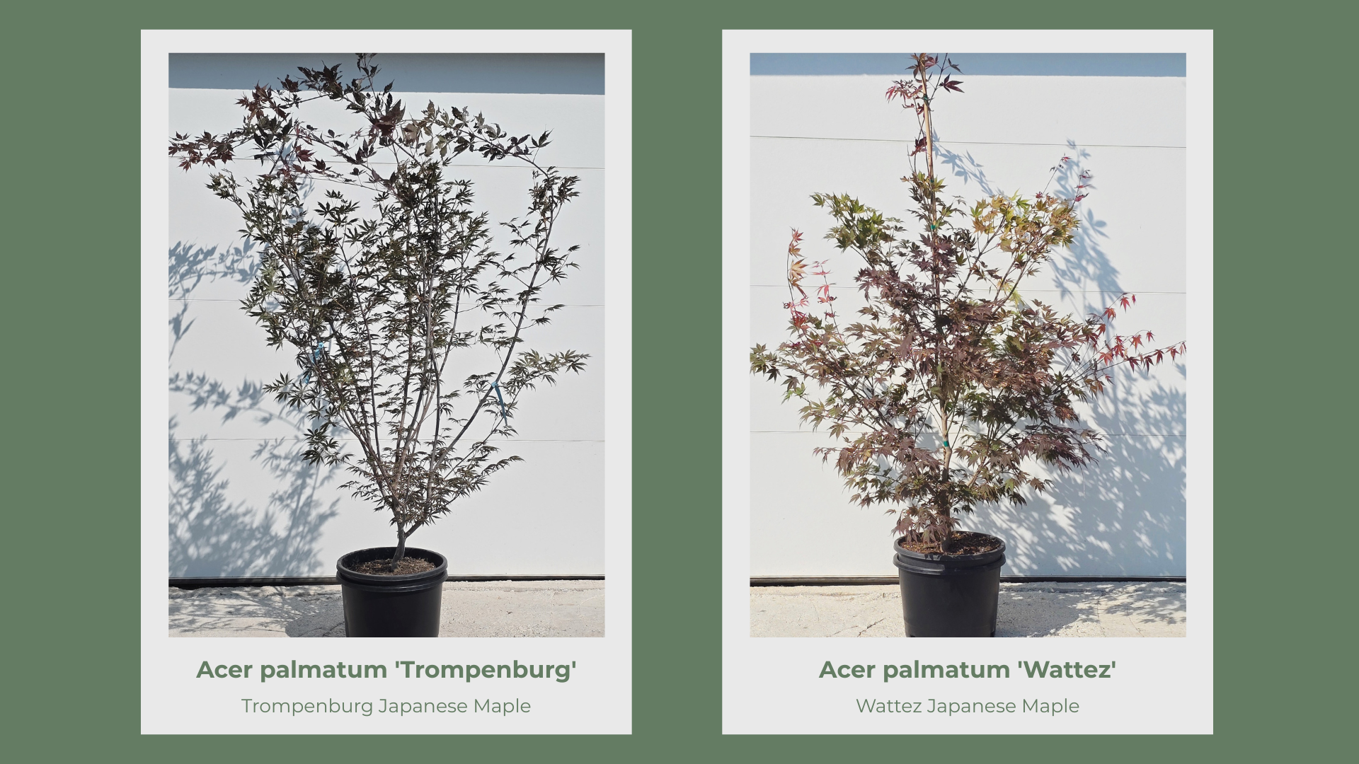 Japanese Maple 10 Gallon Collection pg 17