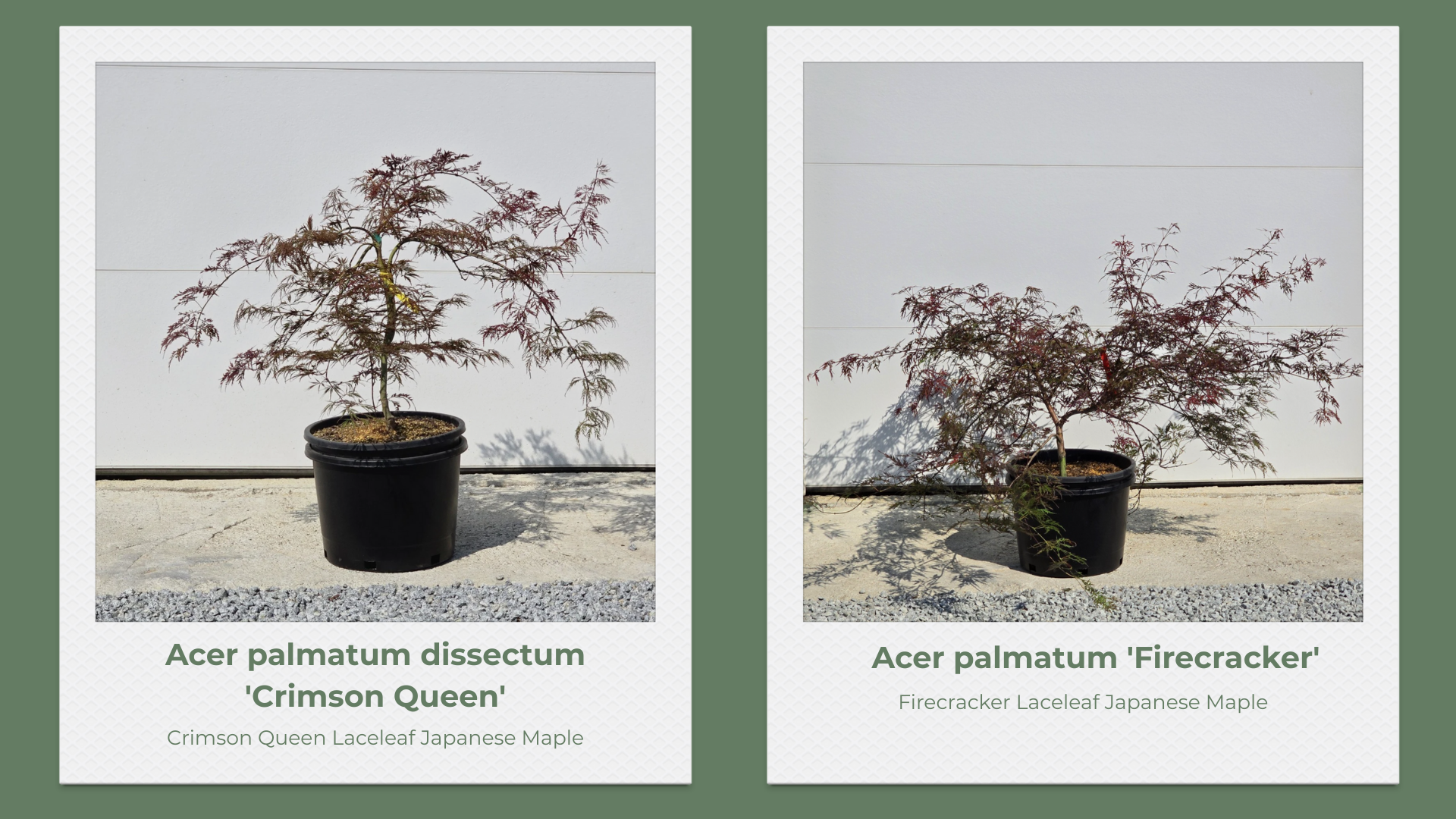 Japanese Maple 10 Gallon Collection pg 2