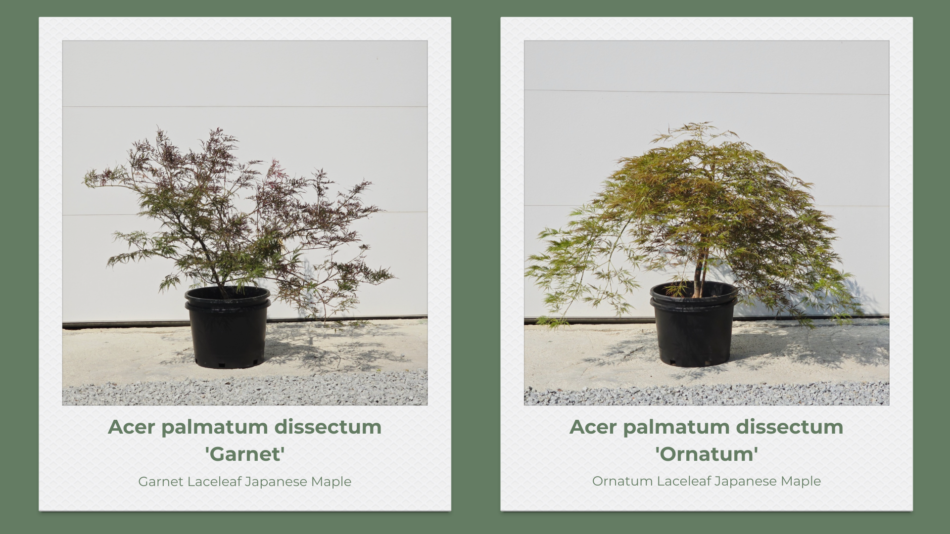 Japanese Maple 10 Gallon Collection pg 3