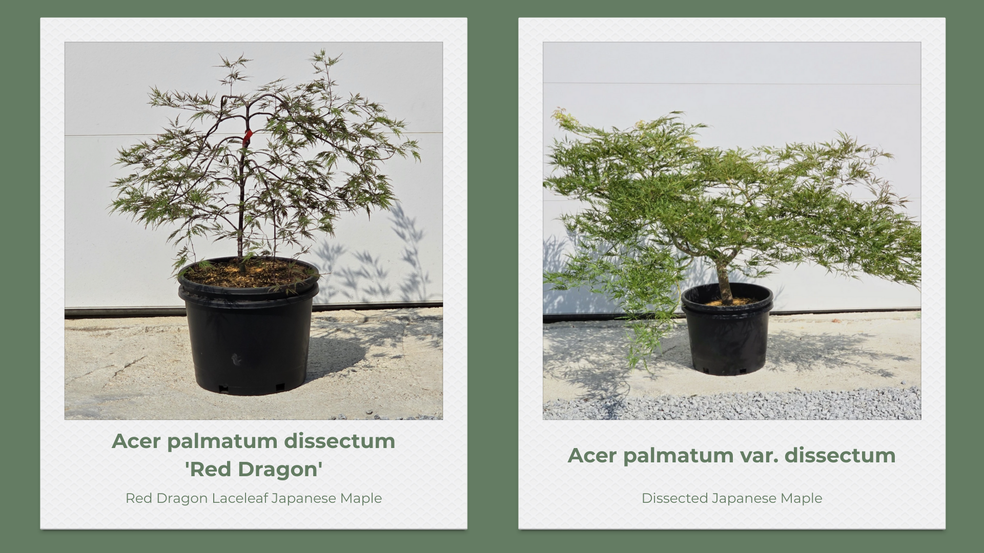 Japanese Maple 10 Gallon Collection pg 4