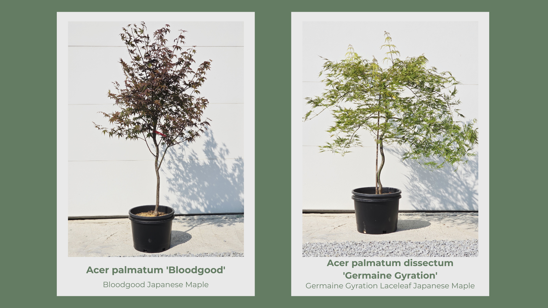 Japanese Maple 10 Gallon Collection pg 5