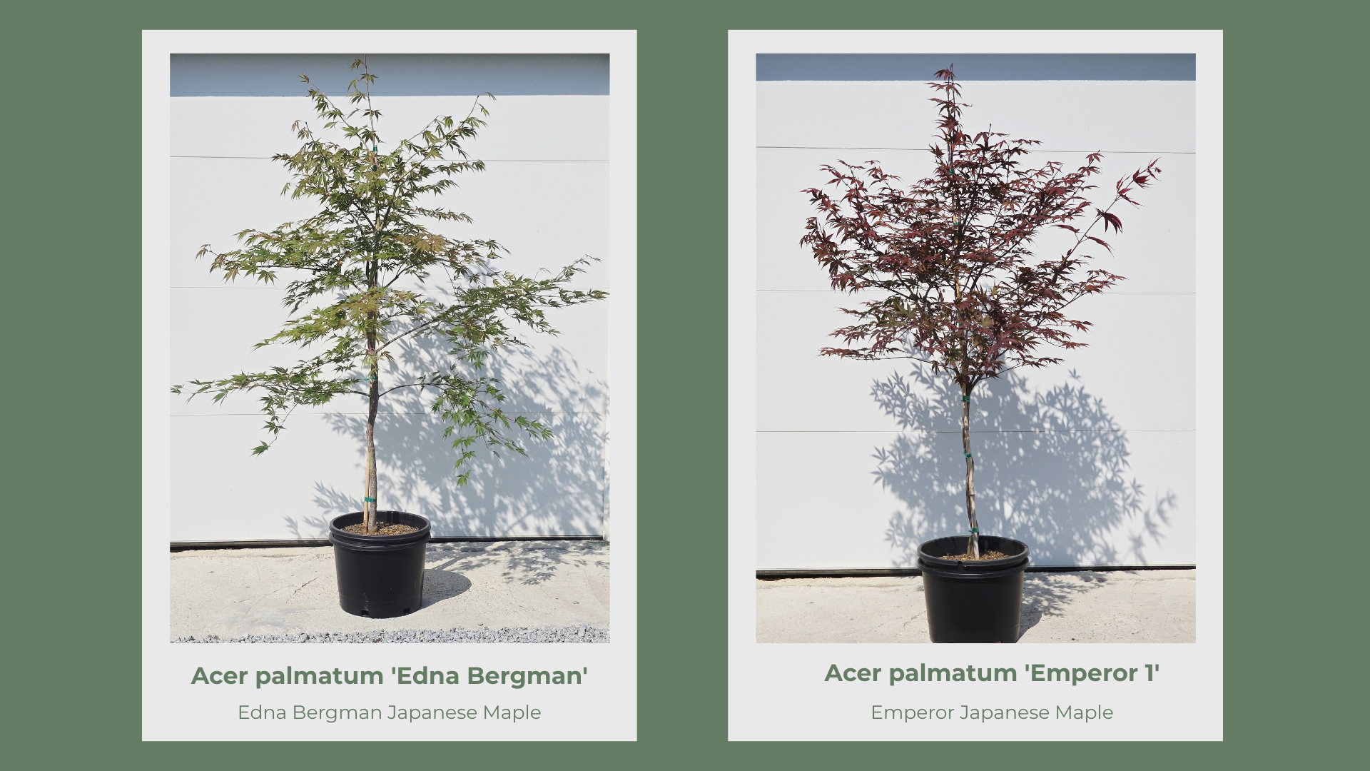 Japanese Maple 10 Gallon Collection pg 6