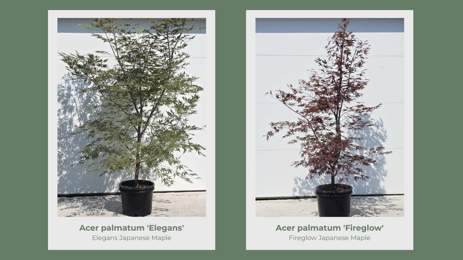 Japanese Maple 10 Gallon Collection pg 7