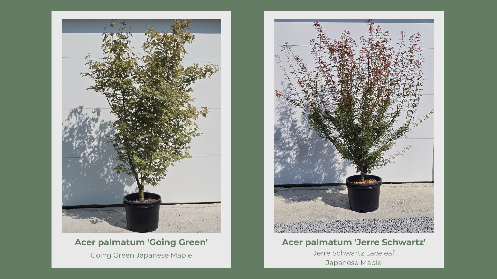 Japanese Maple 10 Gallon Collection pg 8