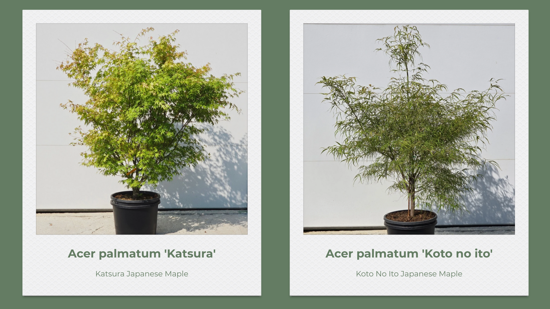 Japanese Maple 10 Gallon Collection pg 9